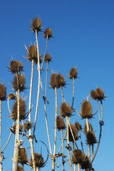 thistles in a field with blue sky