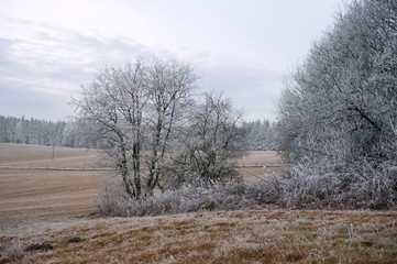 Frosty winter landscape