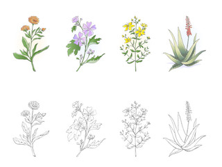 Medicinal plants © elenabsl