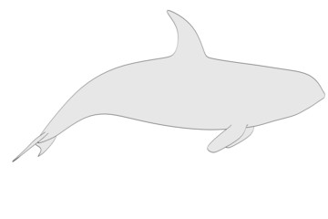 cartoon image of orca animal