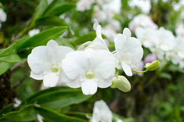 Dendrobium Orchid