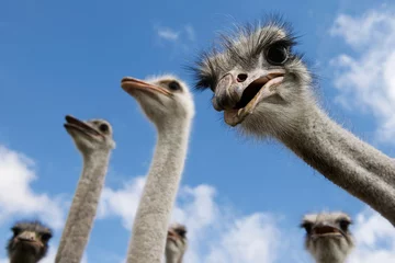 Foto op Plexiglas Struisvogel struisvogels