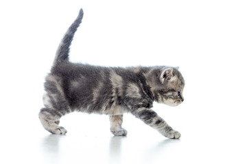 funny walking cat kitten isolated on white