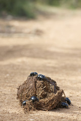 dung beetle