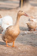 Brown duck