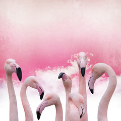pink flamingo background © Kanea