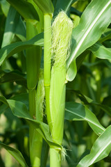 Young cob corn on the stalk