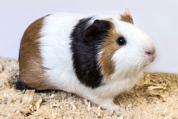 Guinea pig chips.