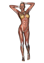 Female Anatomy Figure