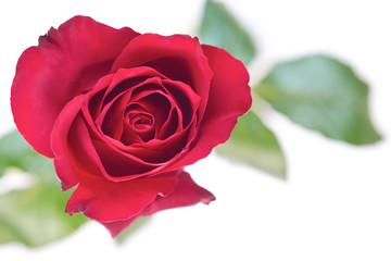 Fototapeta premium Flowers