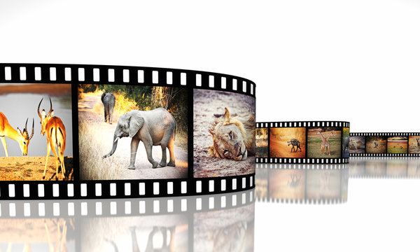  photographic film with different African animals on each frame, nobody around, isolated on white. travel and safari concept.