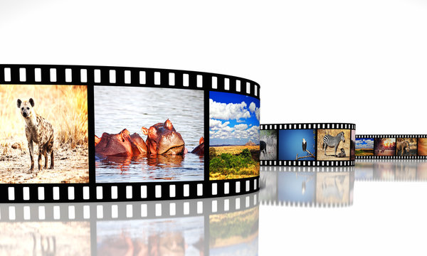 Fototapeta  photographic film with different African animals on each frame, nobody around, isolated on white. travel and safari concept.