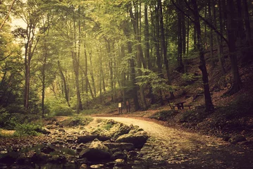 Foto auf Alu-Dibond Way into the forest © Creaturart