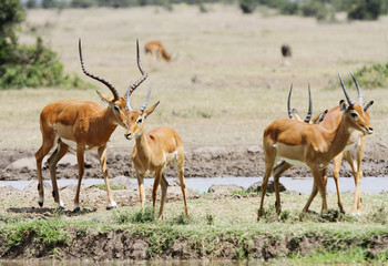 Beautiful Impalas near a water hole