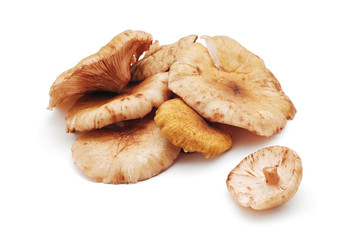 honey mushroom