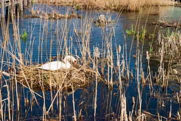 Mute Swan