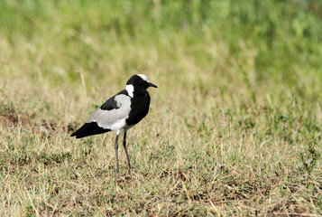 A beautiful Blacksmith lapwing