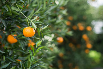 Tangerines