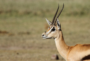 Naklejka premium A closeup of a beautiful male Thomson's Gazelle