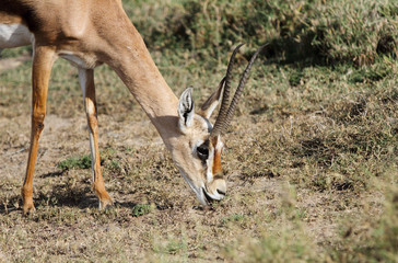A closeup of a beautiful male Thomson's Gazelle grazing