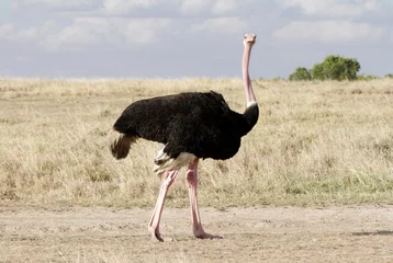 Afwasbaar Fotobehang Struisvogel A beautiful male Ostrich, Masai Mara, Kenya