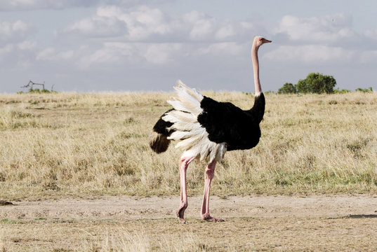 A beautiful male Ostrich