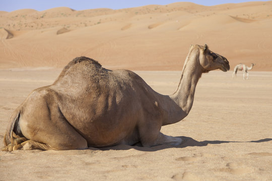 Camel in the desert of Oman
