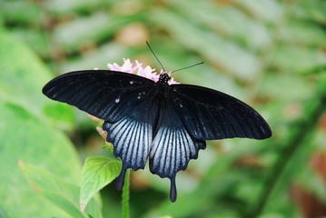 Papilio Memnon