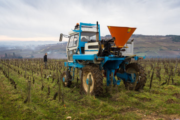Obraz premium entretien des vignes
