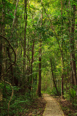 Beautiful trail in the jungle of Tarutao island