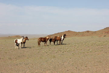 Obraz premium Табун