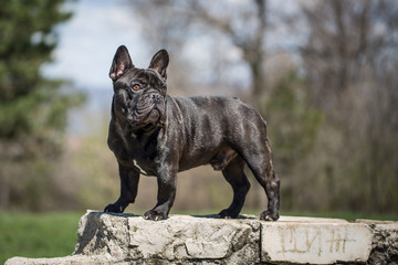 French bulldog on the top of the hill