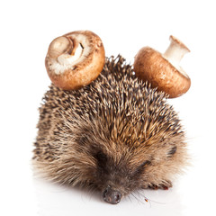 hedgehog on a white background. Hedgehog with mushroom