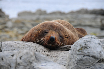 Sea lion