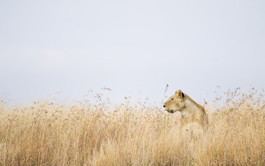 Lioness