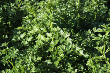 Fresh parsley in the garden