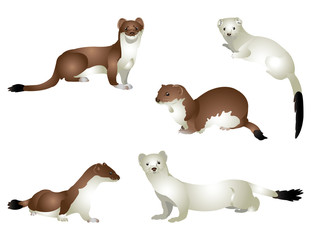 Stoat