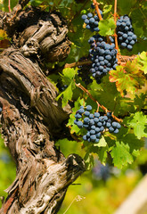 Cabernet Sauvignon