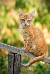 ginger kitten
