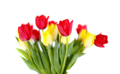 Flowers, red and yellow tulips