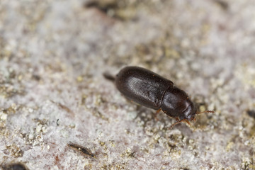 Minute tree-fungus beetle, Cisidae beetle on wood