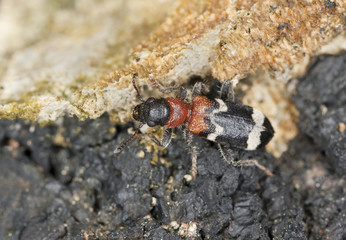 Ant beetle, thanasimus formicarius on burnt pine