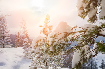 Beautiful winter landscape with pine