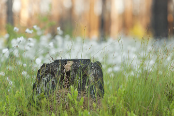Blooming Common cottongrass, Eriophorum angustifolium