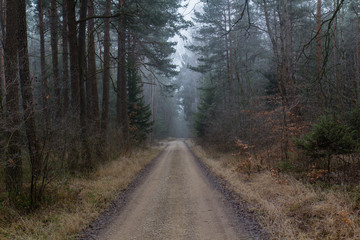 Fototapeta premium foggy forest in winter