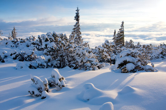 Fototapeta winter scene in mountains