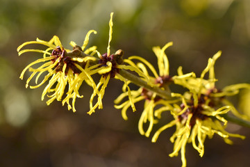 Hamamelis or witch-hazel in bloom in the Netherlands.