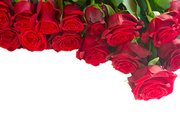 border of fresh red  garden roses