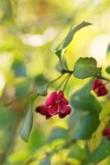 Gewöhnlicher Spindelstrauch / Euonymus europaeus