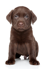 Beautiful Labrador puppy on white background